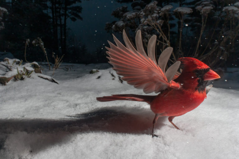 Фотопроект Карлы Роудс «Из-под кормушки для птиц»