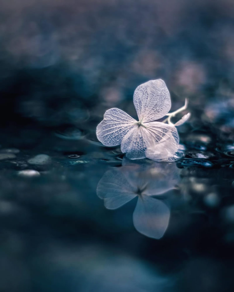Фотограф Аюта Мори делает невероятные макроснимки цветов и листьев